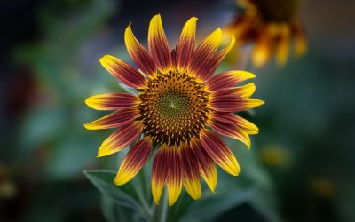 🌻 Sonnenhut (Echinacea) – Robuste, bienenfreundliche Blütenpracht für Garten & Balkon