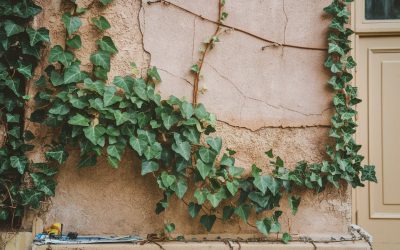 🌿 Efeu – Immergrüner Kletterer für Garten, Balkon & Innenräume