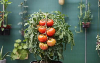 🍅 Tomaten – Perfekte Pflanze für Balkon, Hochbeet & Garten