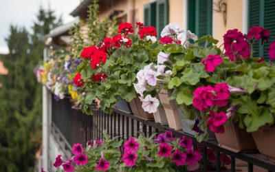 🌺 Geranien & Petunien – Farbenfrohe Dauerblüher für den Balkon & Garten