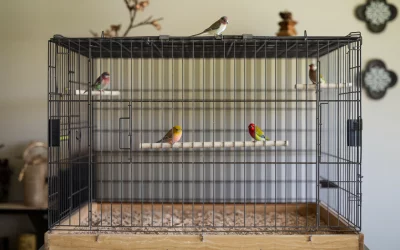 Vogelkäfig richtig reinigen & pflegen – So bleibt dein Vogel gesund & glücklich