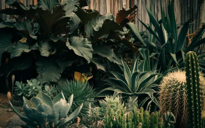 💧 Pflegeaufwand: Hast du Zeit für tägliches Gießen oder suchst du pflegeleichte Pflanzen?