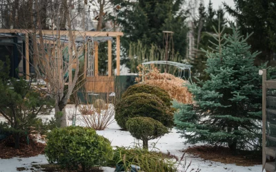 ❄ Winterharte Pflanzen: Welche bleiben draußen & welche brauchen Schutz?