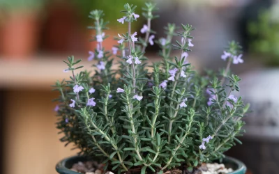 🌿 Thymian – Aromatisches, pflegeleichtes Kraut für Garten & Balkon