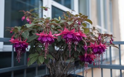 🌺 Fuchsien – Farbenfrohe Blütenpracht für Balkon, Garten & Schattenplätze