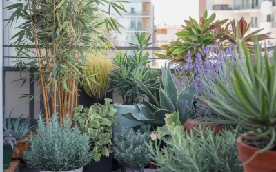 Welche Pflanzen für Balkon oder Garten? – Die besten Tipps für jede Lage 🌿🌼🌞