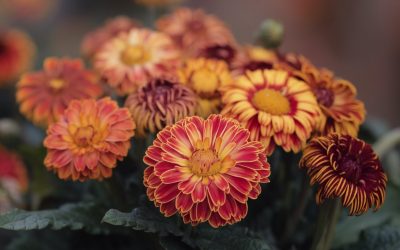 🌼 Tagetes (Studentenblume) – Bunte, pflegeleichte Blumen für Garten & Balkon