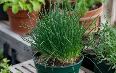 🌿 Schnittlauch – Würziges Küchenkraut für Garten, Balkon & Hochbeet