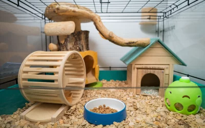 Hamsterkäfig richtig reinigen & pflegen – So bleibt dein Hamster gesund & glücklich
