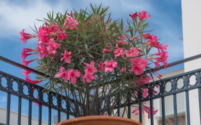 🌴 Oleander – Mediterrane Blütenpracht für Balkon, Terrasse & Garten