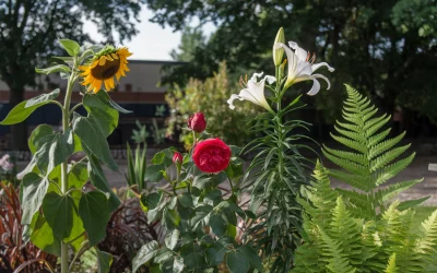 🌞 Lichtverhältnisse: Welche Pflanzen brauchen viel Sonne & welche fühlen sich im Schatten wohl?