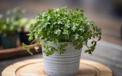 🌿 Petersilie – Aromatisches Küchenkraut für Garten, Balkon & Hochbeet