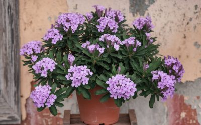 🌸 Hortensien – Prachtvolle Blühsträucher für Garten, Balkon & Kübel