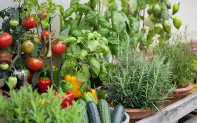 🍅 Gemüse & Kräuter für sonnige Standorte – Beste Pflanzen für Garten & Balkon