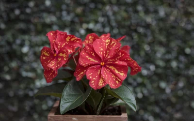 🌸 Fleißiges Lieschen – Farbenfrohe Dauerblüher für Garten, Balkon & Hochbeet