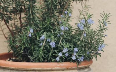 🌿 Rosmarin – Mediterranes, aromatisches Kraut für Garten, Balkon & Küche