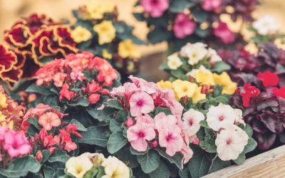 🌸 Blühende Pflanzen für sonnige Standorte – Farbenpracht für Garten & Balkon