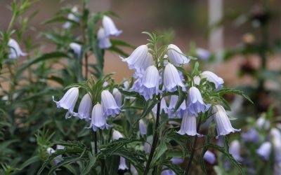 🔔 Glockenblumen (Campanula) – Zarte Blüten für Garten, Balkon & Hochbeet